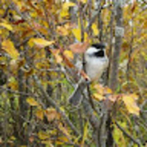 Meet your Posher, Cheyenne